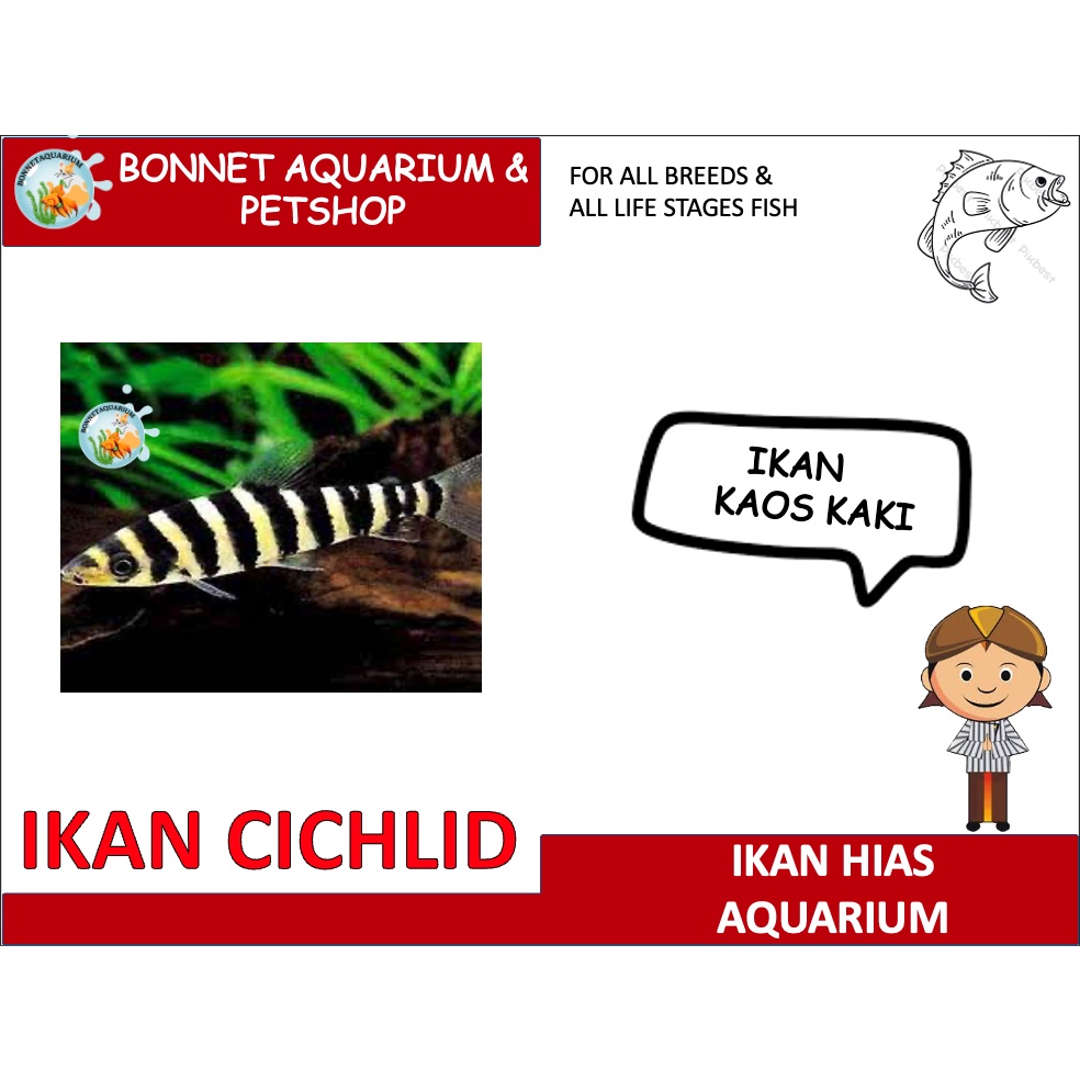 IKAN HIAS KAOS KAKI IKAN HIAS CICHLID LEPORINUS FASCIATUS