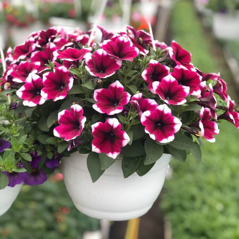 TANAMAN HIDUP . Bunga Petunia ( 1 POT ) BAYAR DITEMPAT | COD