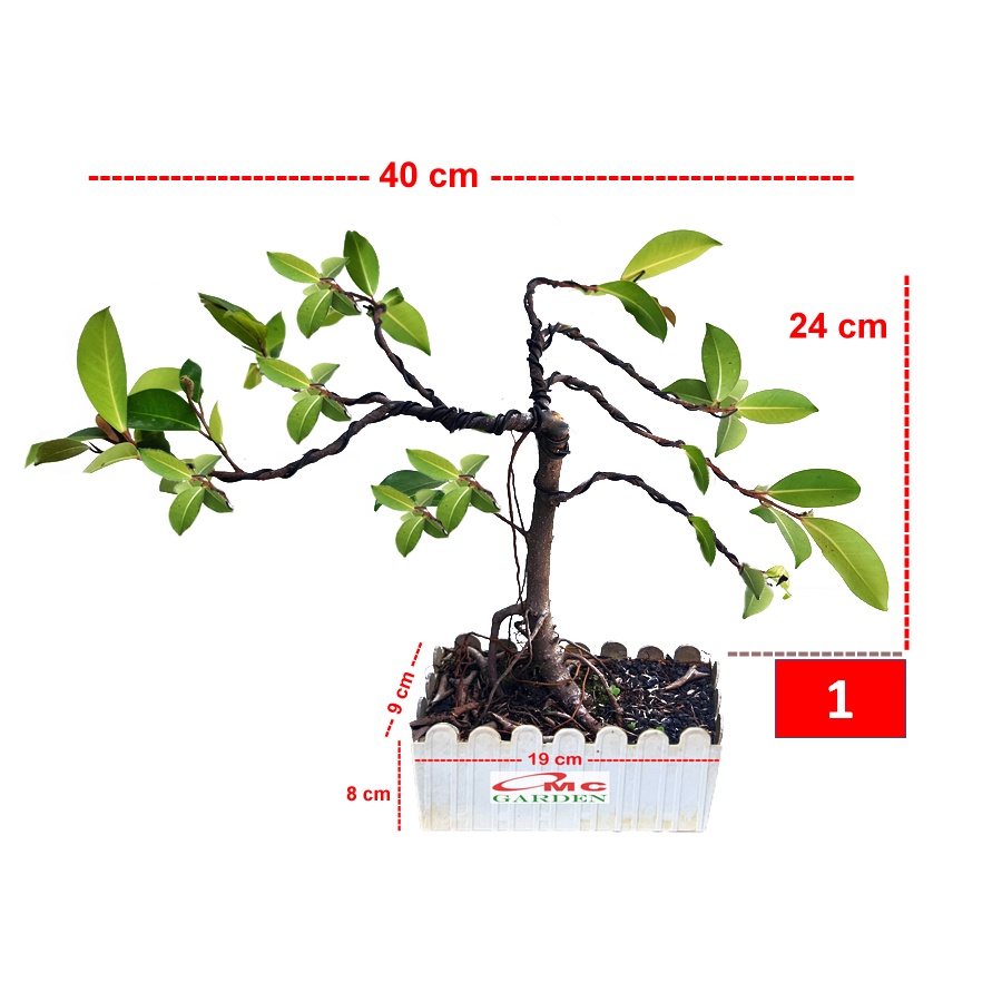 Bonsai Beringin Lokal Local Iprik Kimeng Ficus Microcarpa B-BR-003