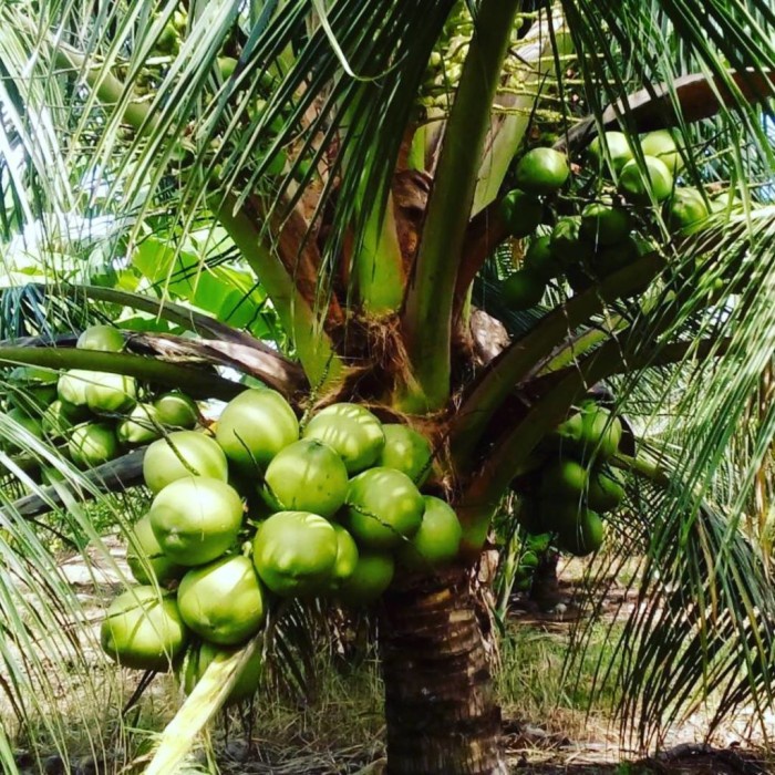 Bibit Buah KELAPA HIBRIDA / bibit pohon kelapa hibrida hijau MM