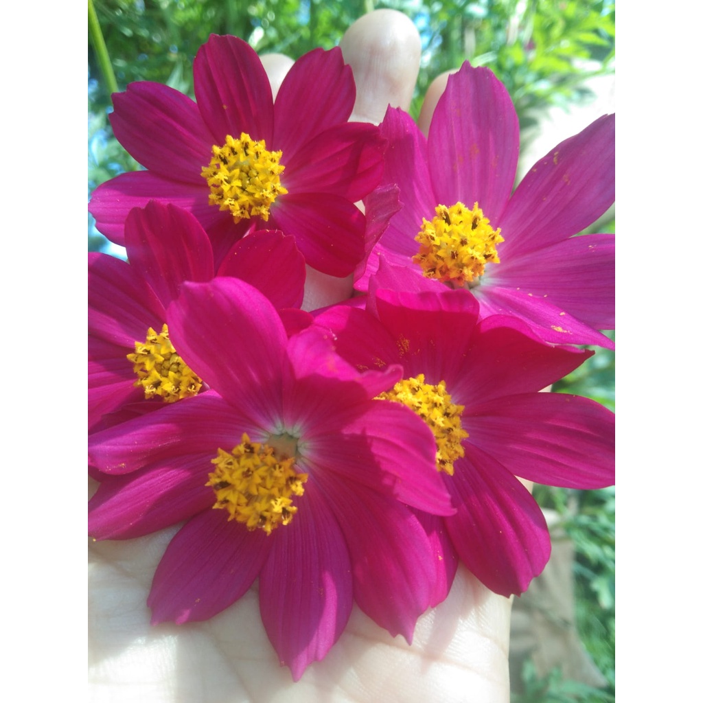 Benih Bibit Biji - Bunga Cosmos Sulphureus Magenta Thailand Flower Seeds