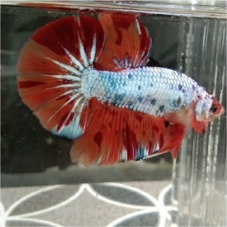 cupang raksasa ekor lebar Giant HMPK bahanan Marble koi