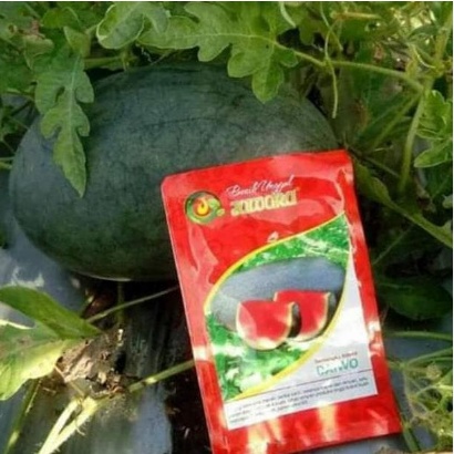 Crystalcove12 Benih Semangka Hibrid Daiwo 5 Gr Inul Tanpa Biji Asli Cap Jawara