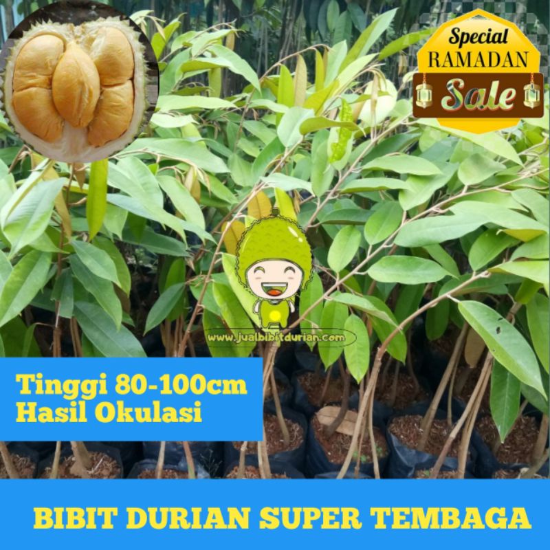 Bibit Durian Super Tembaga Bangka,Bibit Durian Super Tembaga,Bibit Durian Stek