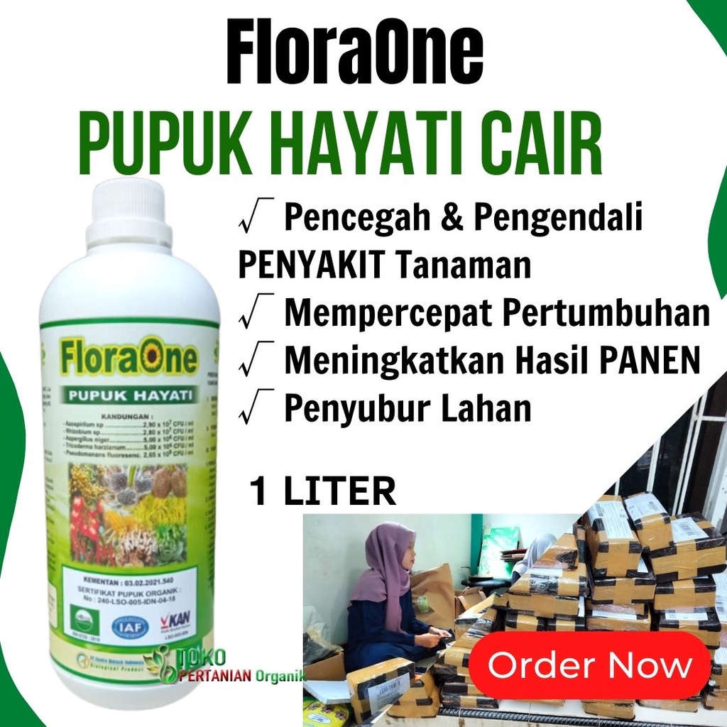 PUPUK cair untuk kencur, Fungisida Hayati FLORAONE Nutrisi Tanaman Kencur Yang Bagus Di Poliybag