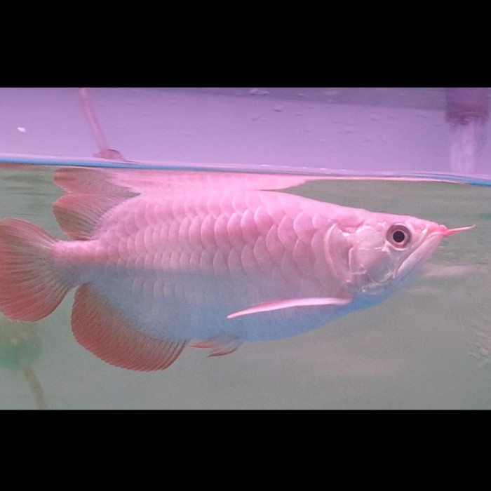 arowana super red arwana super red short body sb