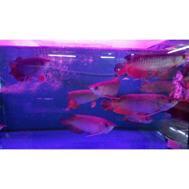 Ikan Arwana Arowana Golden Red (RTG)