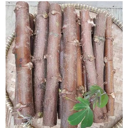 batang bibit singkong mentega BIBIT SINGKONG MENTEGA SUPER/POHON KEJU SUPER