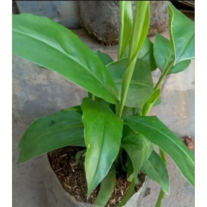 BIBIT LENGKUAS PUTIH