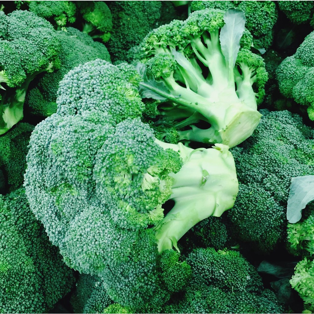 Benih Bibit Biji - Brokoli Hijau Green Super Broccoli F1 Hibrida Seeds - Panen Dalam 60 Hari