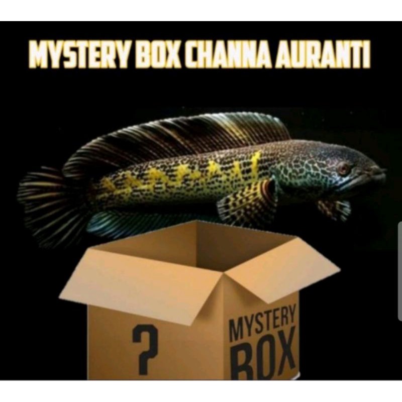 M-BOX ISI 3 TERMURAH DICHANA
