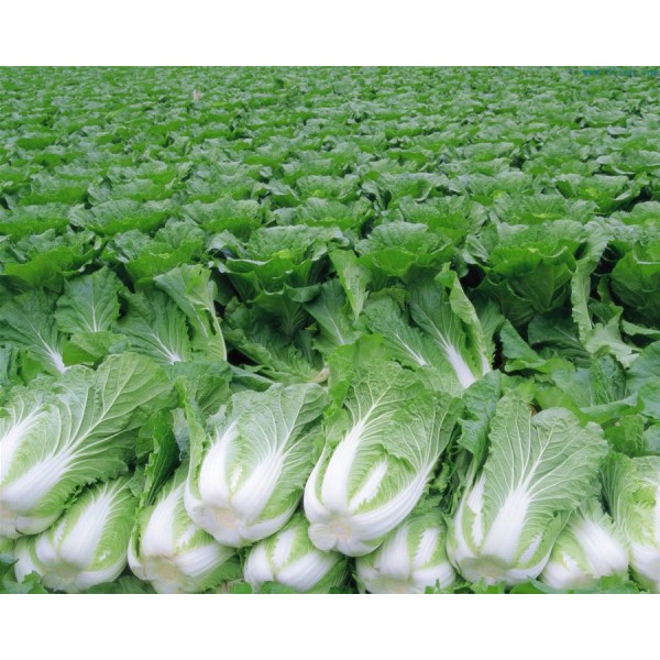 Benih Bibit Biji - Sawi Putih Slobor Napa Cabbage Sawi Kimchi Korea K-pop F1 Hibrida Seeds - Panen Dalam 55 HST