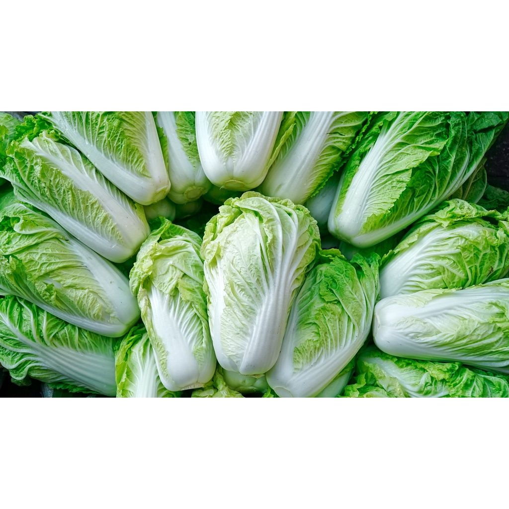 Benih Bibit Biji - Sawi Putih Slobor Napa Cabbage Sawi Kimchi Korea K-pop F1 Hibrida Seeds - Panen Dalam 55 HST