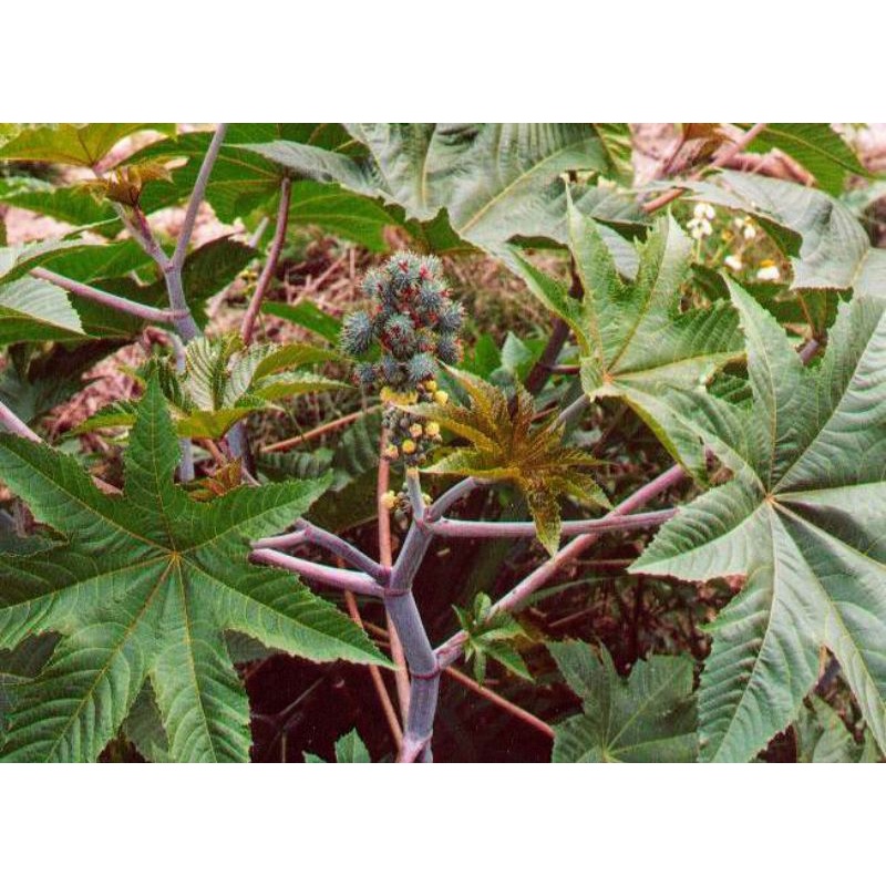 bibit pohon jarak kepyar