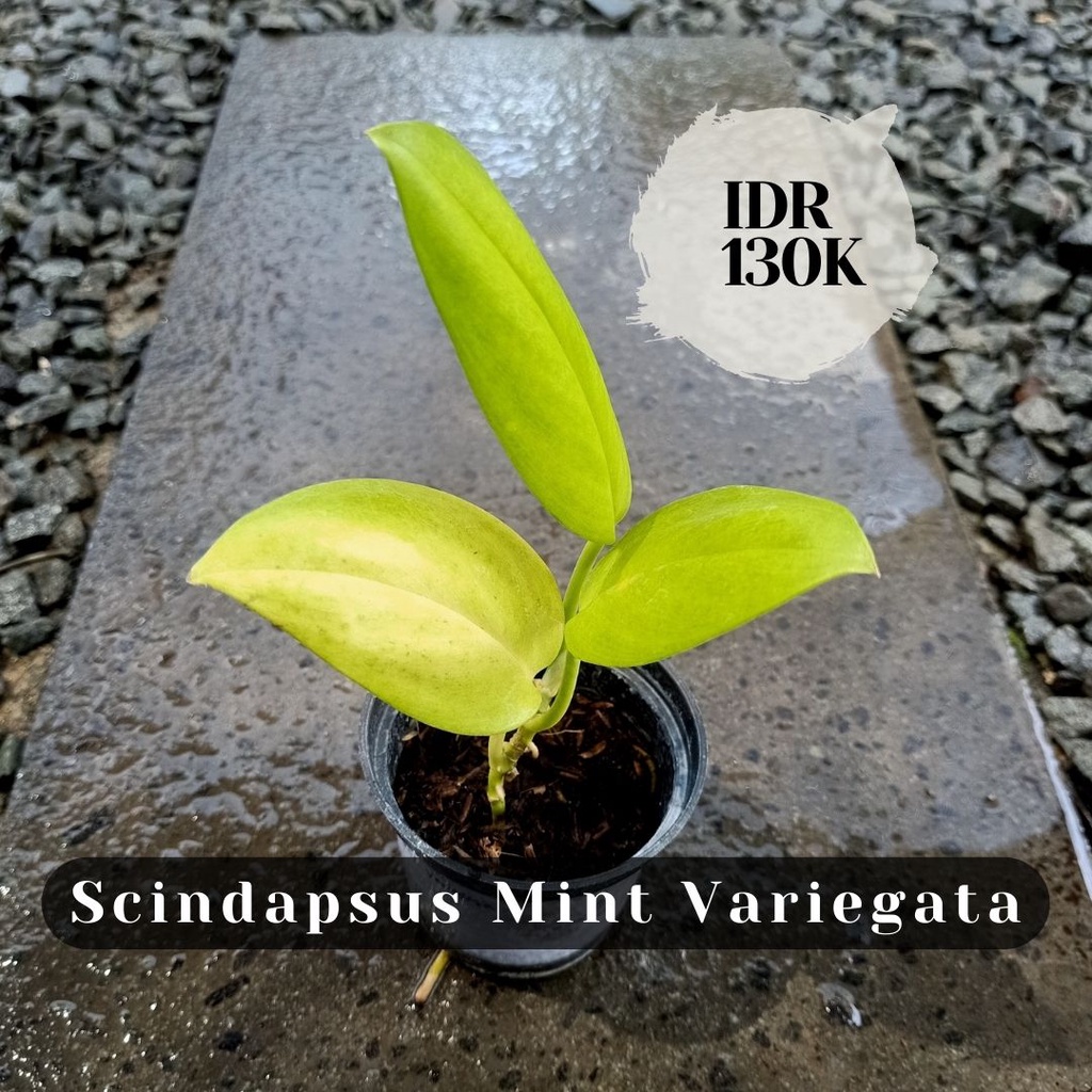 Scindapsus Mint Variegata