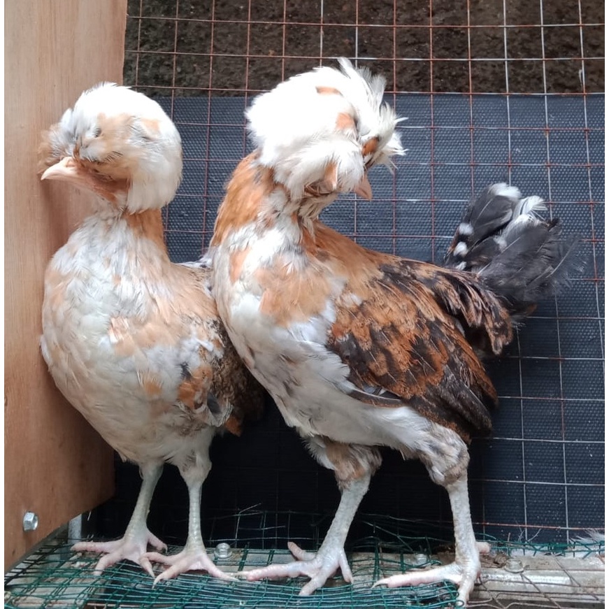 Ayam poland coklat sepasang usia 3 bulan ( real foto dan vidio )