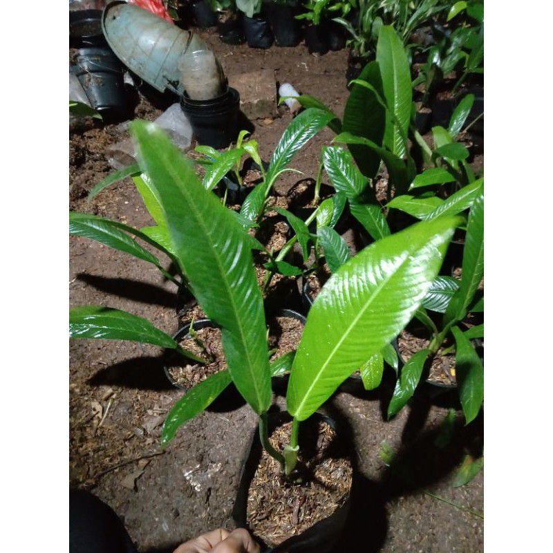 TANAMAN HIAS PHILODENDRON LYNETTE