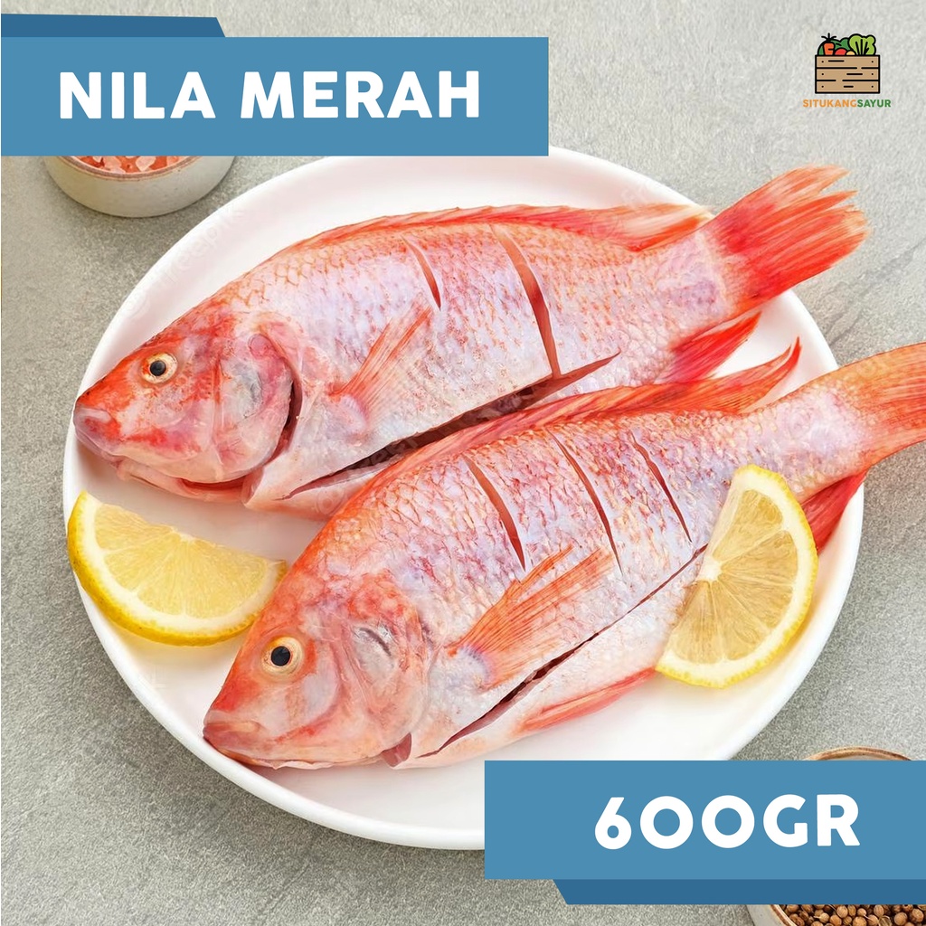 

Ikan Nila Merah | ±600gr (Kota Bandung & Sekitar)