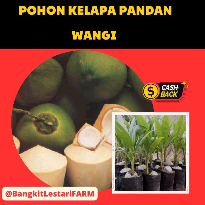 Pohon Kelapa Pandan Wangi, Pohon Kelapa Pandan Wangi SUPER GENJAH, Pohon Kelapa Pandan Wangi TERLARI