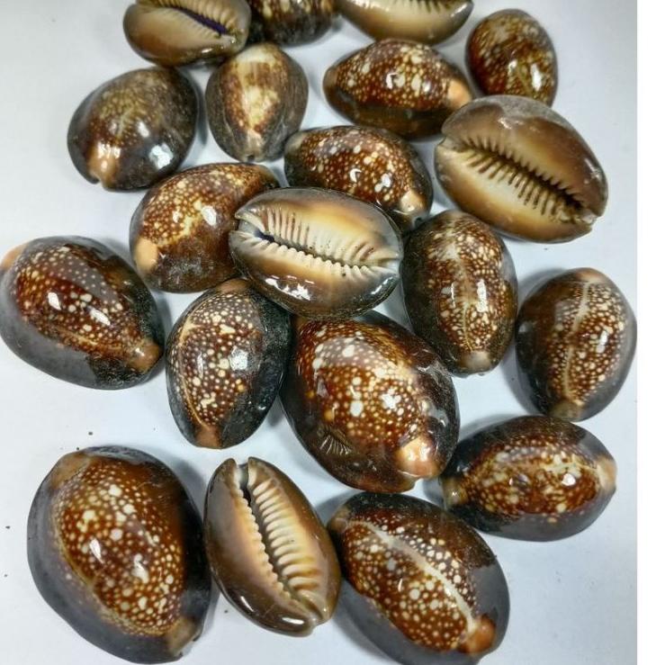 (♥C6369]  kewuk hitam asli/kewuk kerang laut/kewuk biji conglak isi100 gram