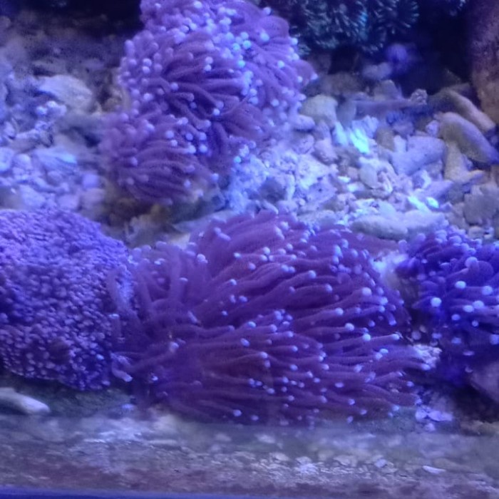 Terlaris Karang Anemon Cabang Air Laut