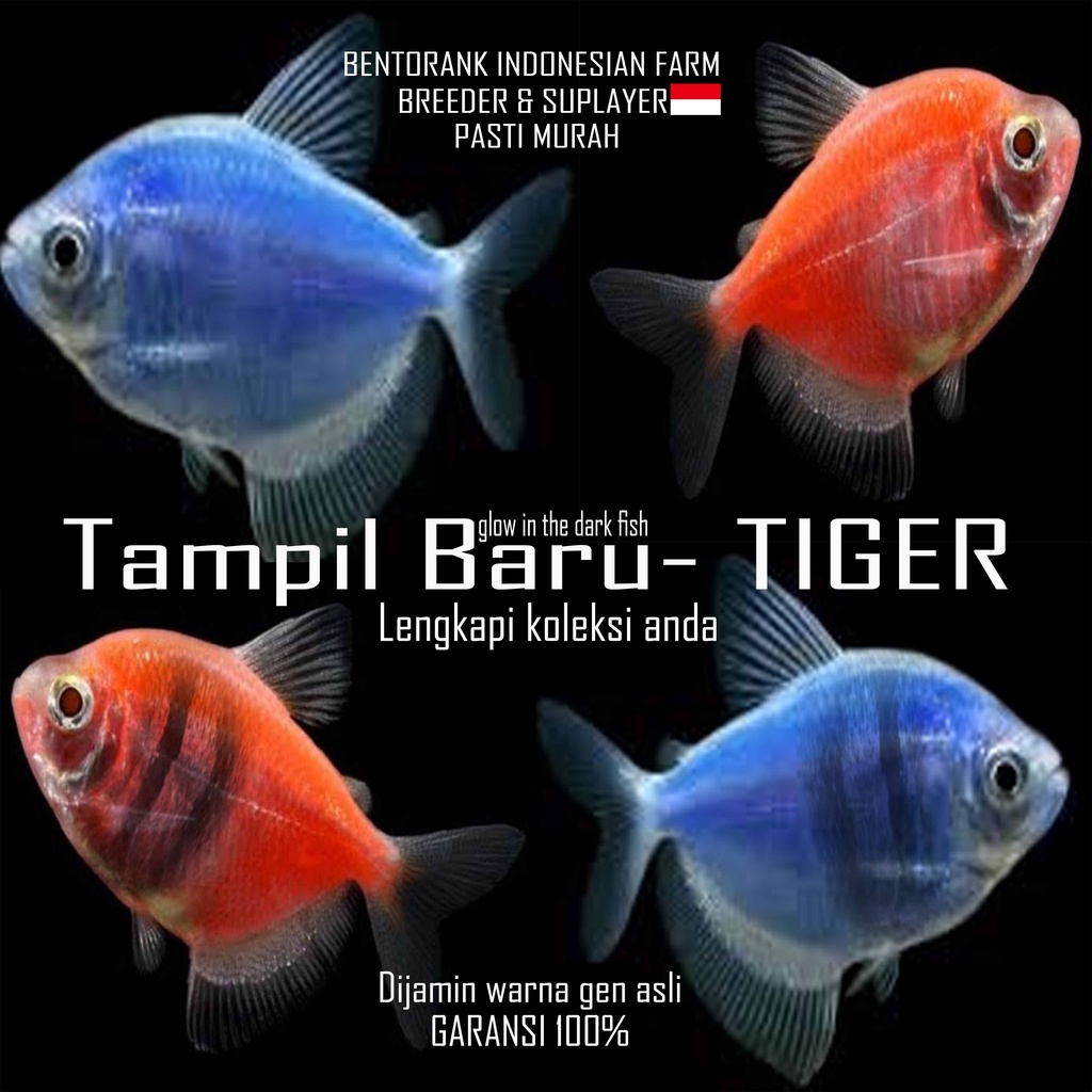 Glow In The dark fish 2 varian jenis yakni biasa dan new glow tiger size M. lengkapi koleksimu