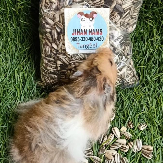 

TERBARU KWACI / KOACI / KUACI HITAM MENTAH 100GR