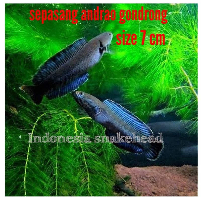 pair Andrao gondrong(sepasang fix jantan dan betina) selamat sudah akur