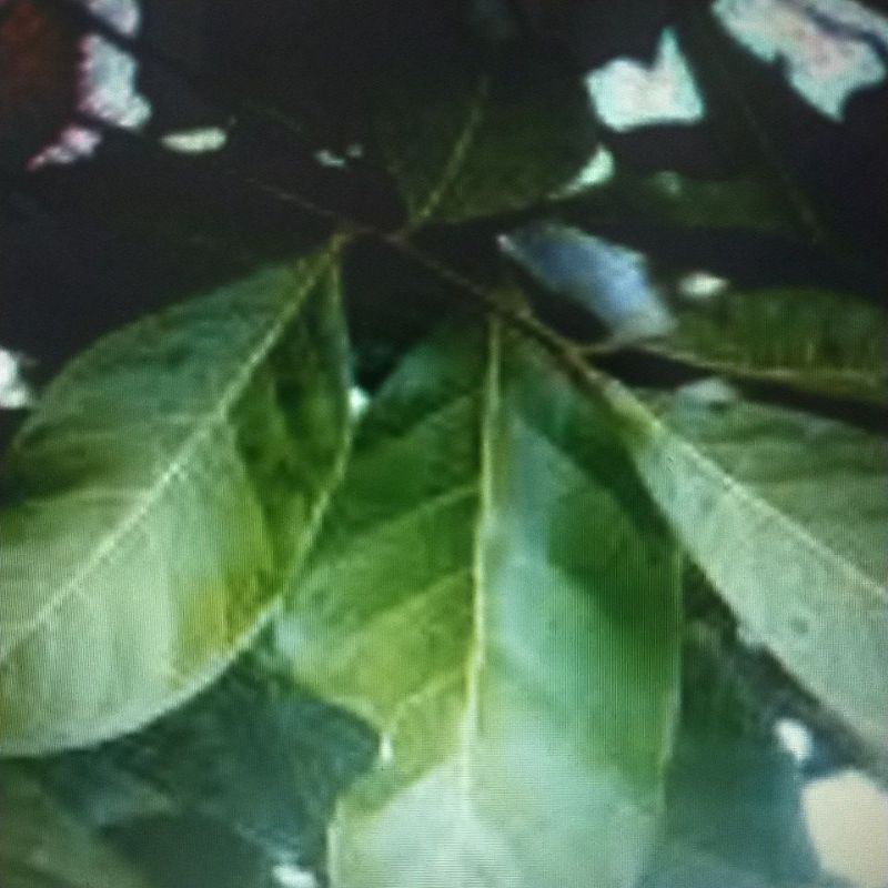 

Organik Daun Rambutan/Rambutan Leaves (30 Lembar)