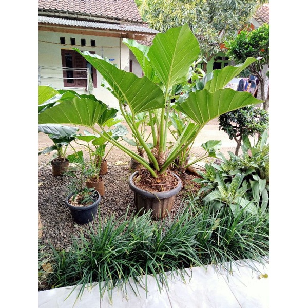 TANAMAN HIAS PHILODENDRON GIGANTEUM MARBLE - PHILO MARBEL INDUKAN JUMBO