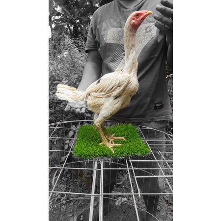 Betina plucker x pakhoy brakot brutal - babon ayam full brakot - betina pakhoy - betina bangkok - ba