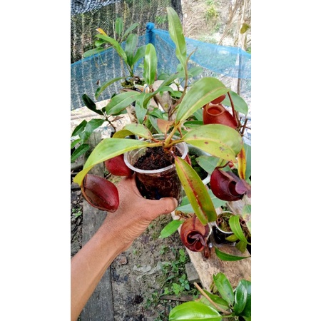 nepenthes bicalcarata size M