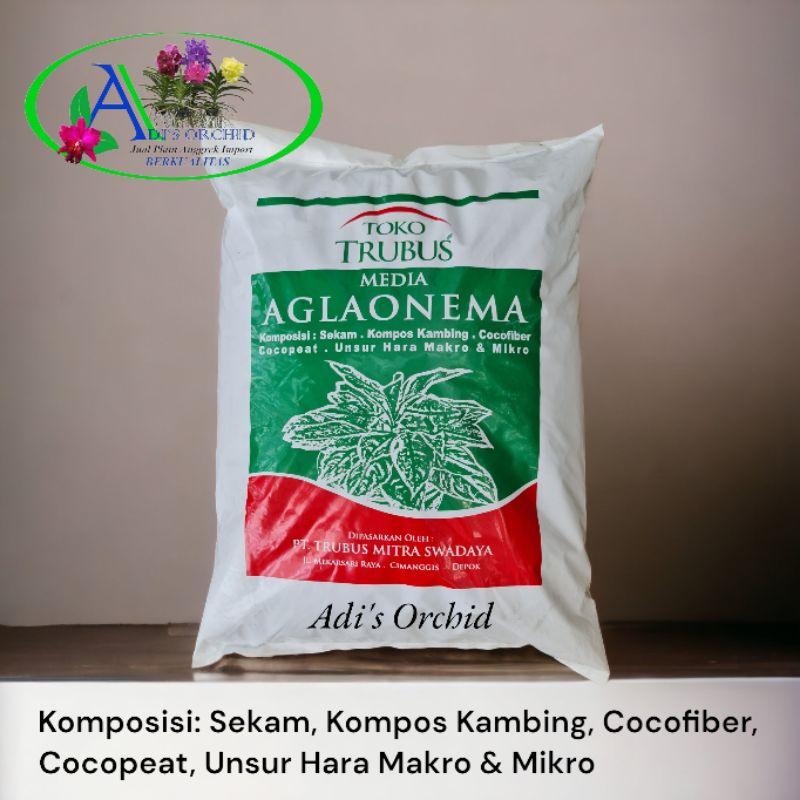 Media Tanam Aglaonema