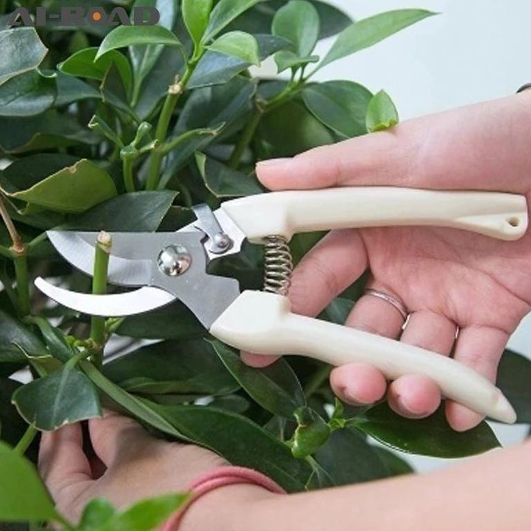 ⚡GROSIR⚡ DAHAN GUNTING RANTING GUNTING TANAMAN MURAH TAJAM