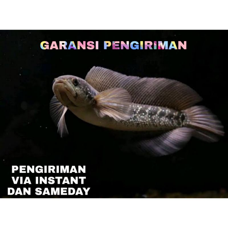 IKAN CHANNA ASIATICA WS WHITE SPOT GRADE SUPER GEN TURUNAN STRONG GONDRONG