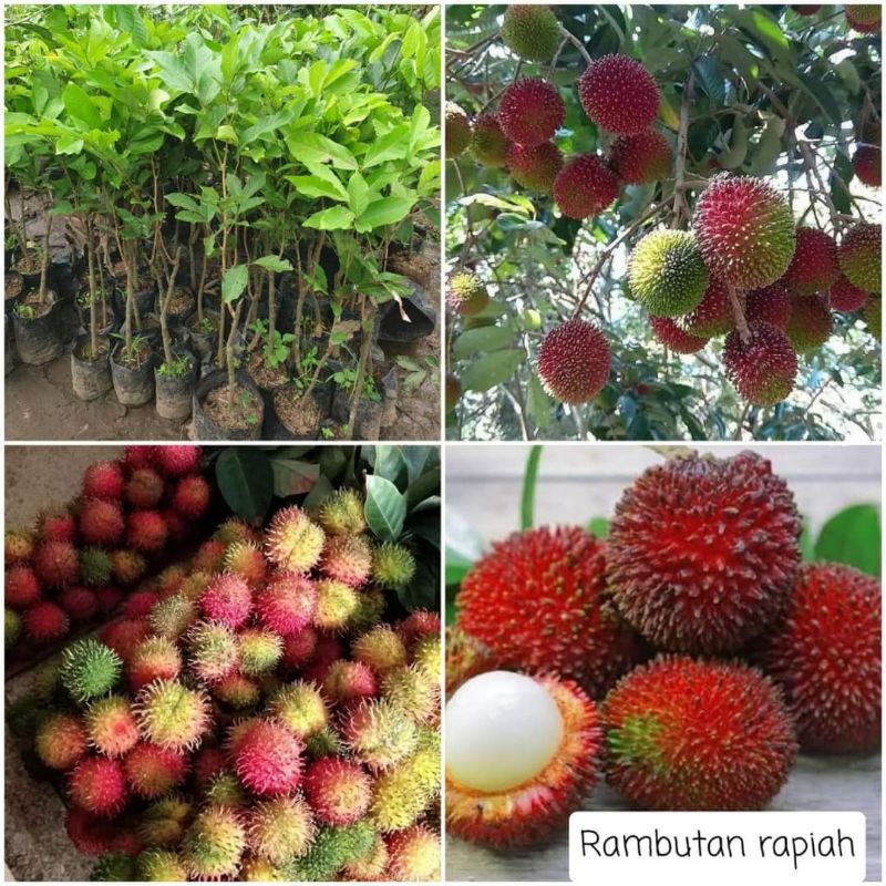 Bibit Rambutan Rapiah Hasil Okulasi siap Berbuah