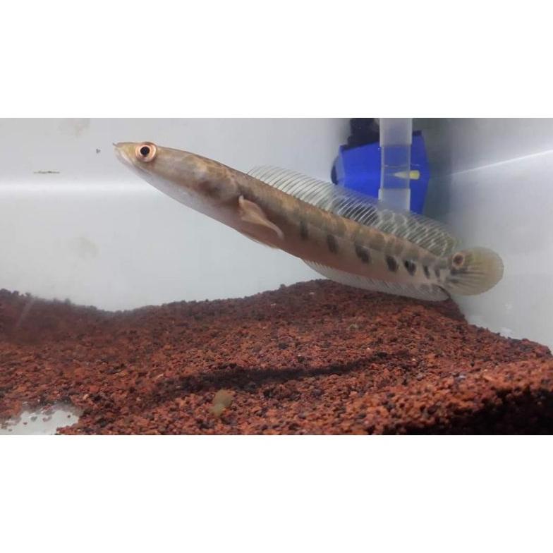 New Maru Yellow Sentrarum ys 14_16cm kualitas kontes ..