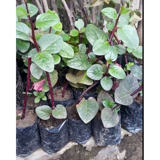 PROMO BINAHONG MERAH SUPER HERBAL (beli 5 gratis 1)