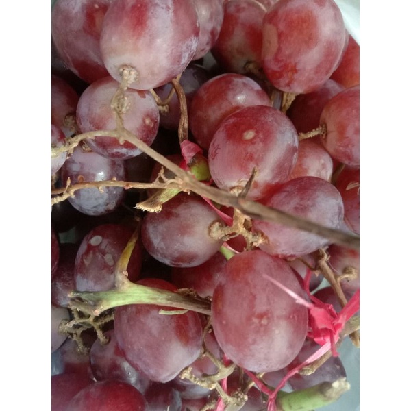 

Buah anggur Australia