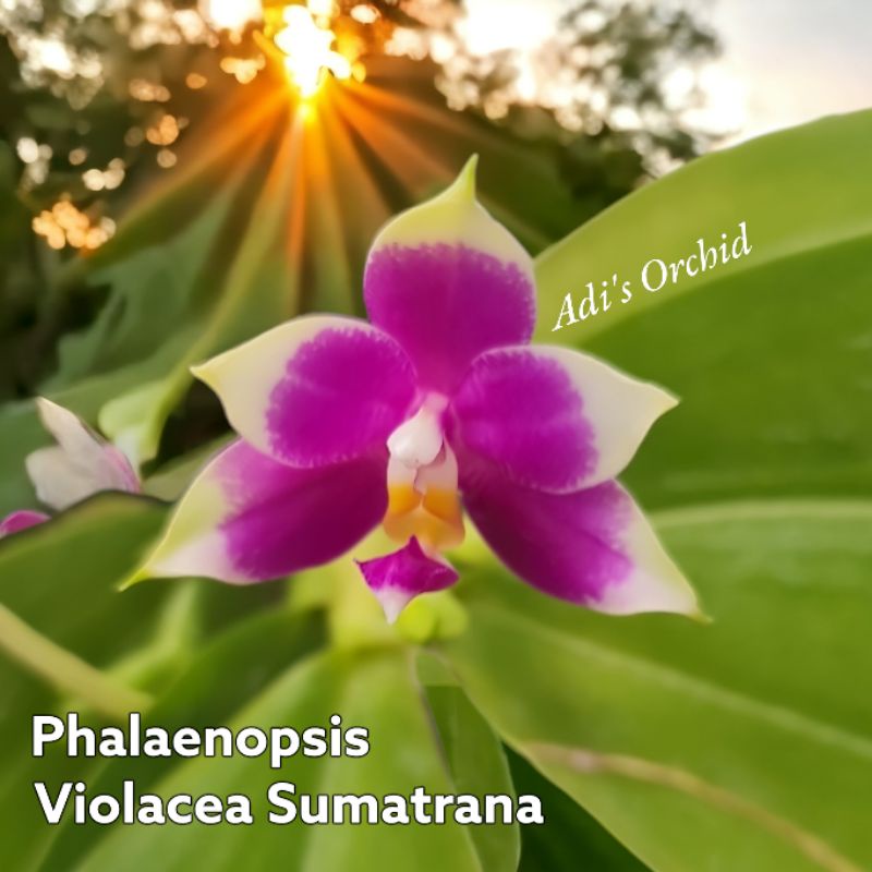 Anggrek Phalaenopsis Violacea Var. Sumatrana