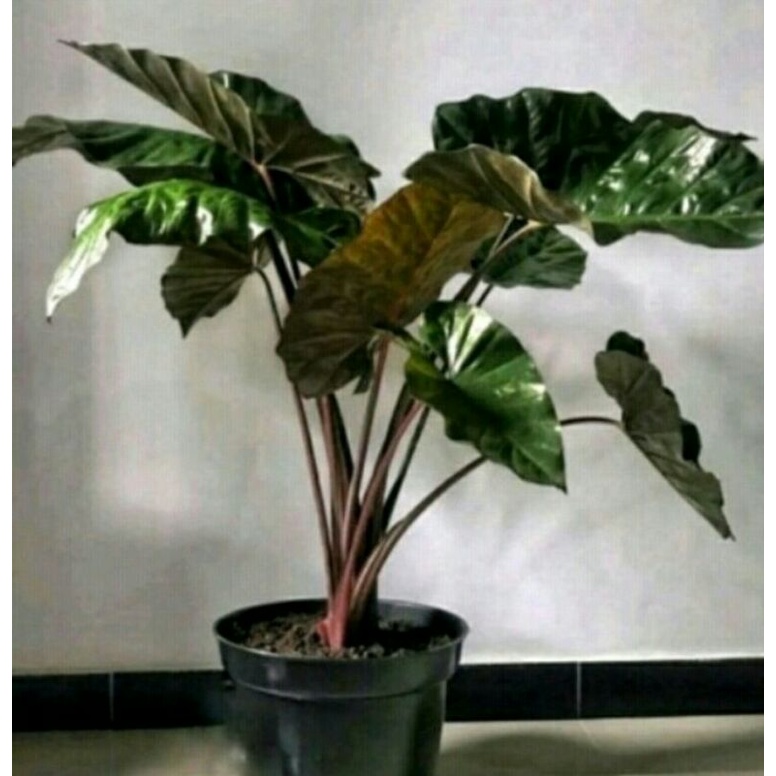 Talas Hitam/ Senthe