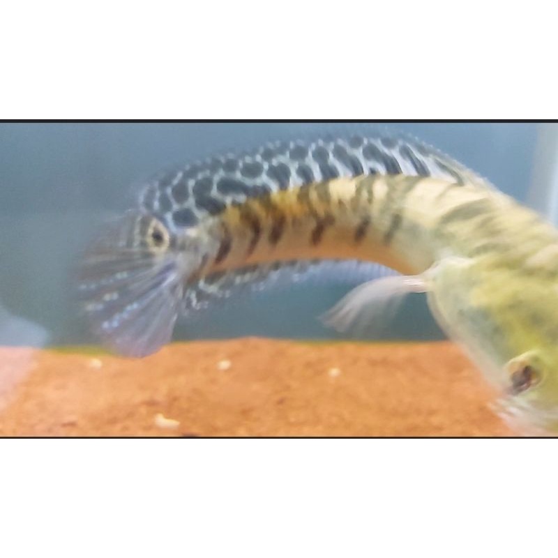 maru batik borneo (ys) progres tinggal lanjutin