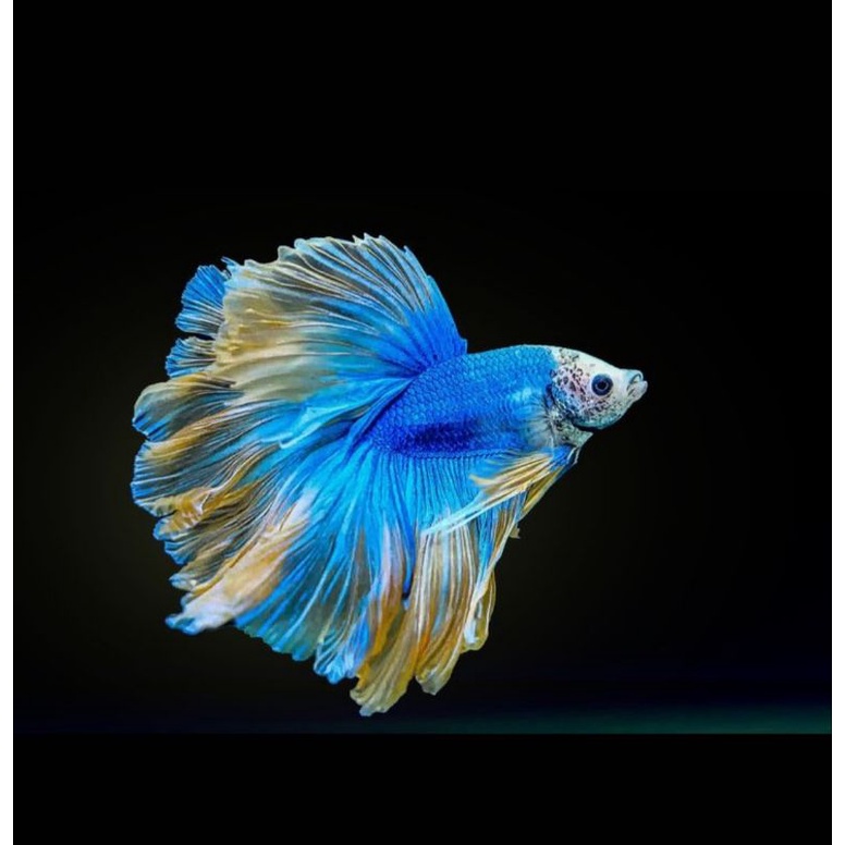 galleryCupangMajalaya menyediakan berbagai jenis ikancupang hias berkualitas : Dari Jenis Halfmoon,C