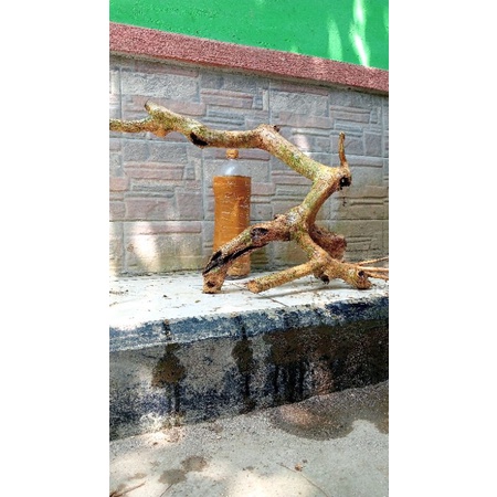 Bahan Bonsai Wahong Gunung Dongkelan Medium/Large Realpict 24