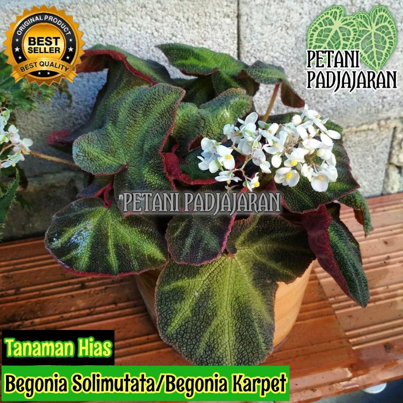 Tanaman Hias Begonia Sulimutata - Begonia Karpet Hijau