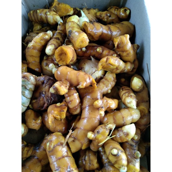 

temulawak segar 1 kg