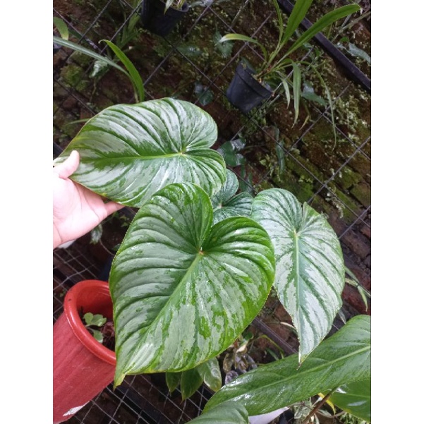 tanaman hias philodendron pastazanum silver equador