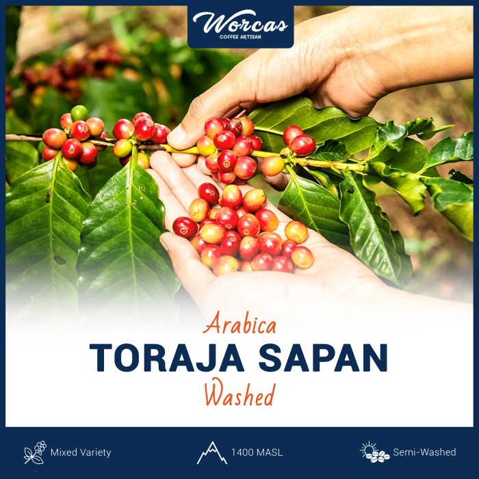 

Sale Toraja Arabica Green Bean 1Kg (Biji Kopi Mentah) /KOPI EUBE/KOPI KAPAL API/KOPIBUBUK/KOPI