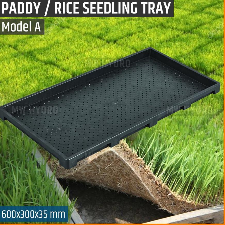 HOT Paddy / Rice Seedling Tray, Tray Semai Bibit Padi / Microgreen - A