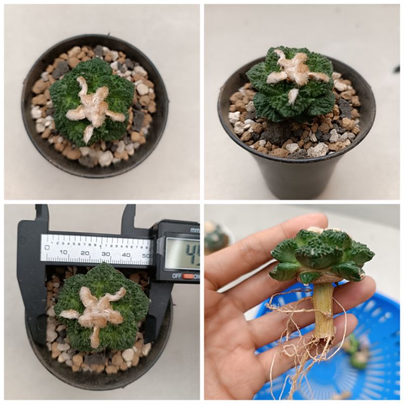 Kaktus Ariocarpus Godzilla